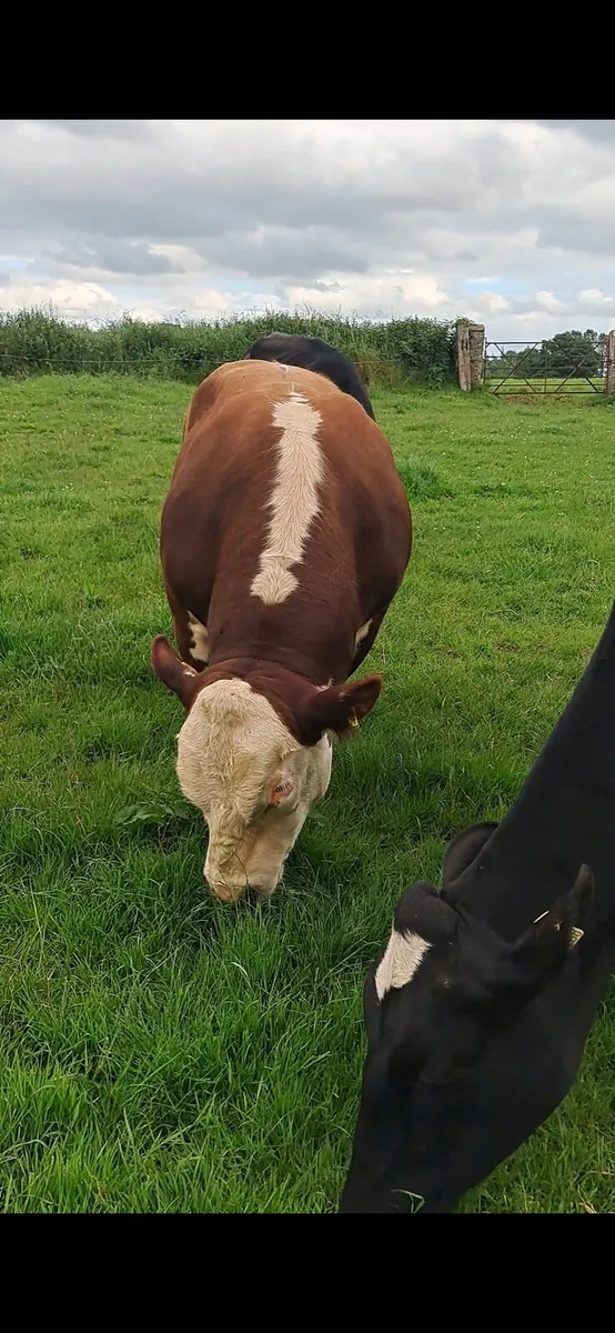 Hereford Bull - Image 4