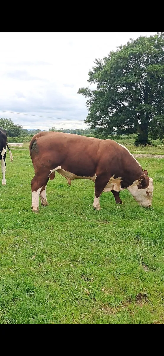 Hereford Bull - Image 1