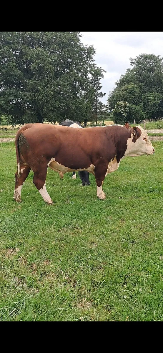 Hereford Bull - Image 2