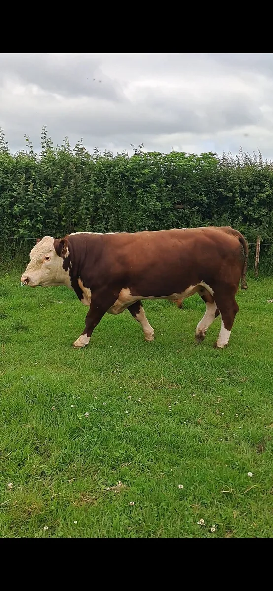 Hereford Bull - Image 3