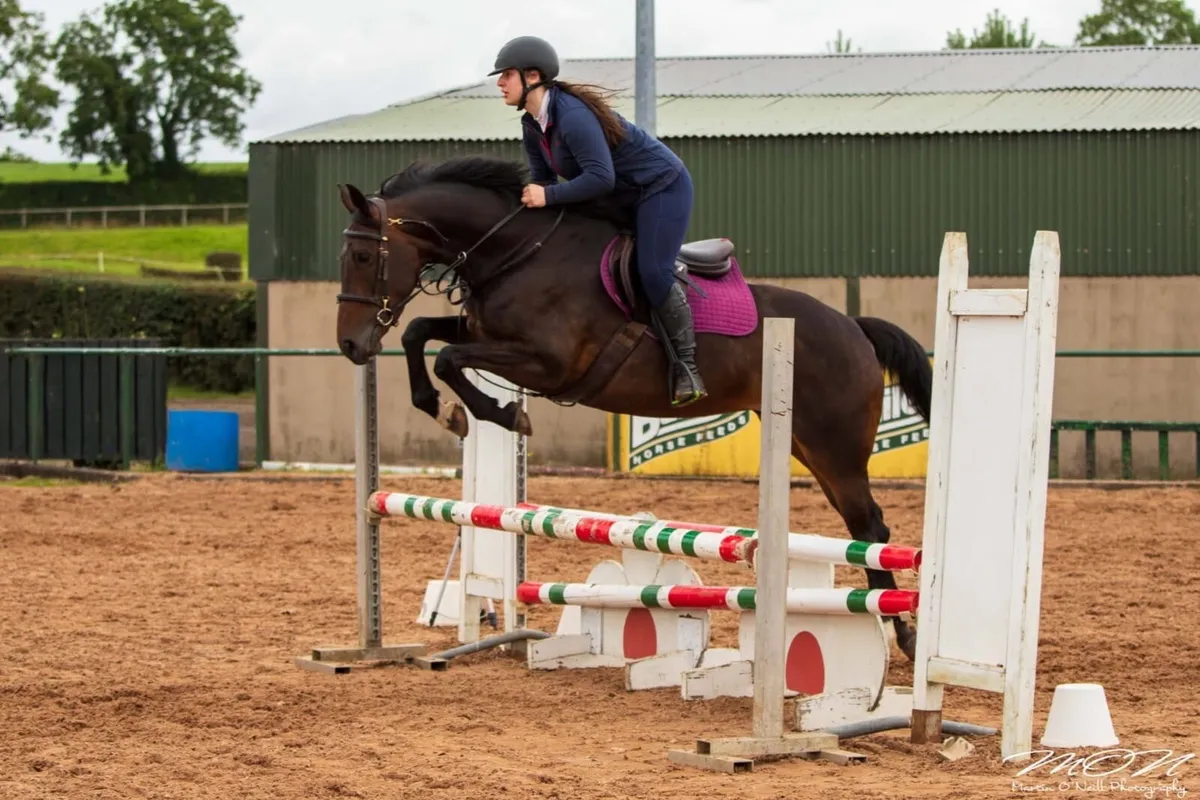Super school master / competition horse - Image 3