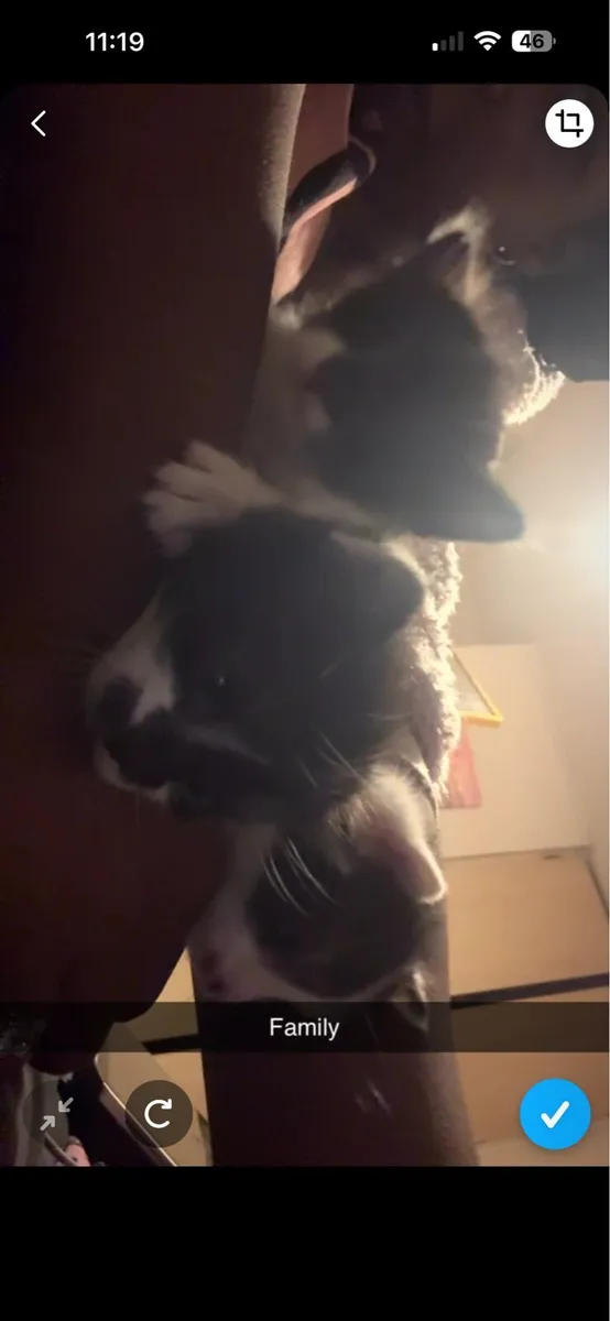 Kitten - Image 1