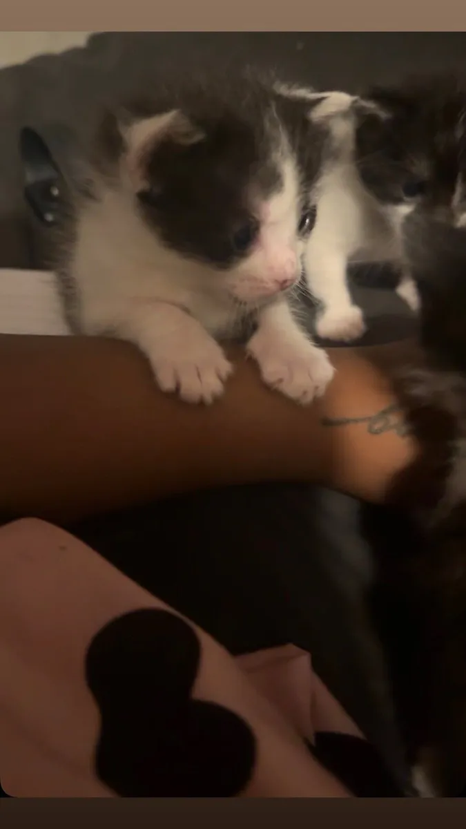 Kitten - Image 2
