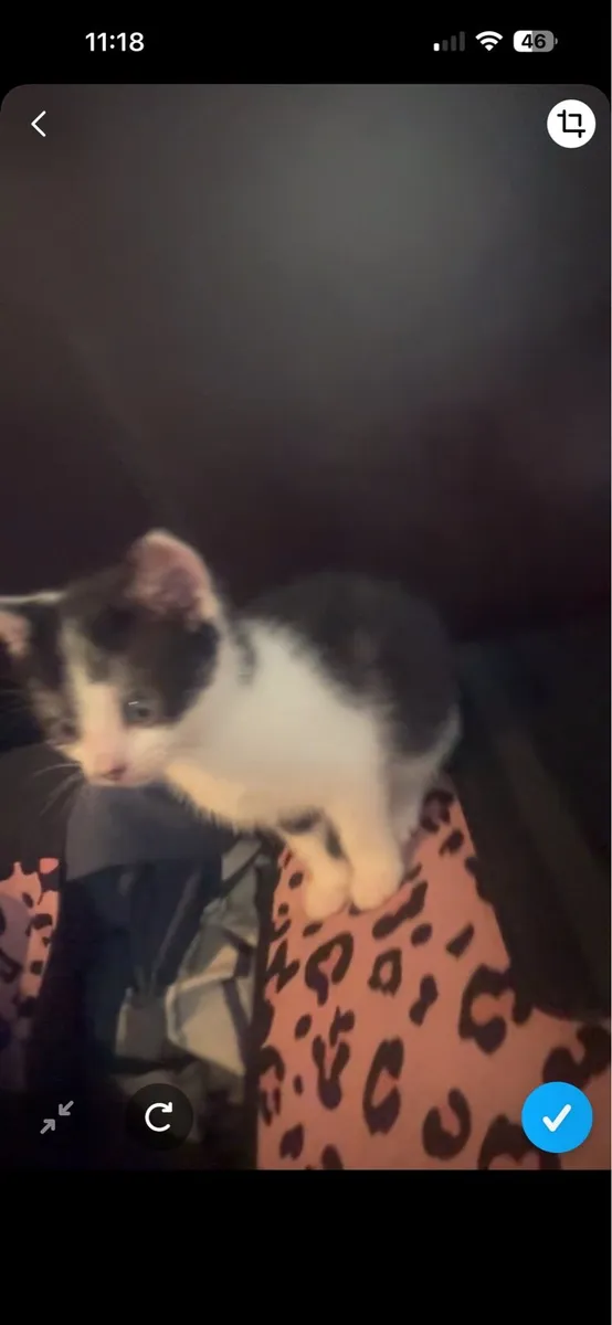 Kitten - Image 3