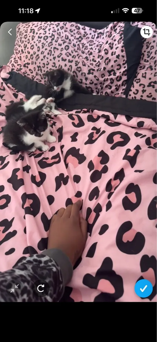 Kitten - Image 4