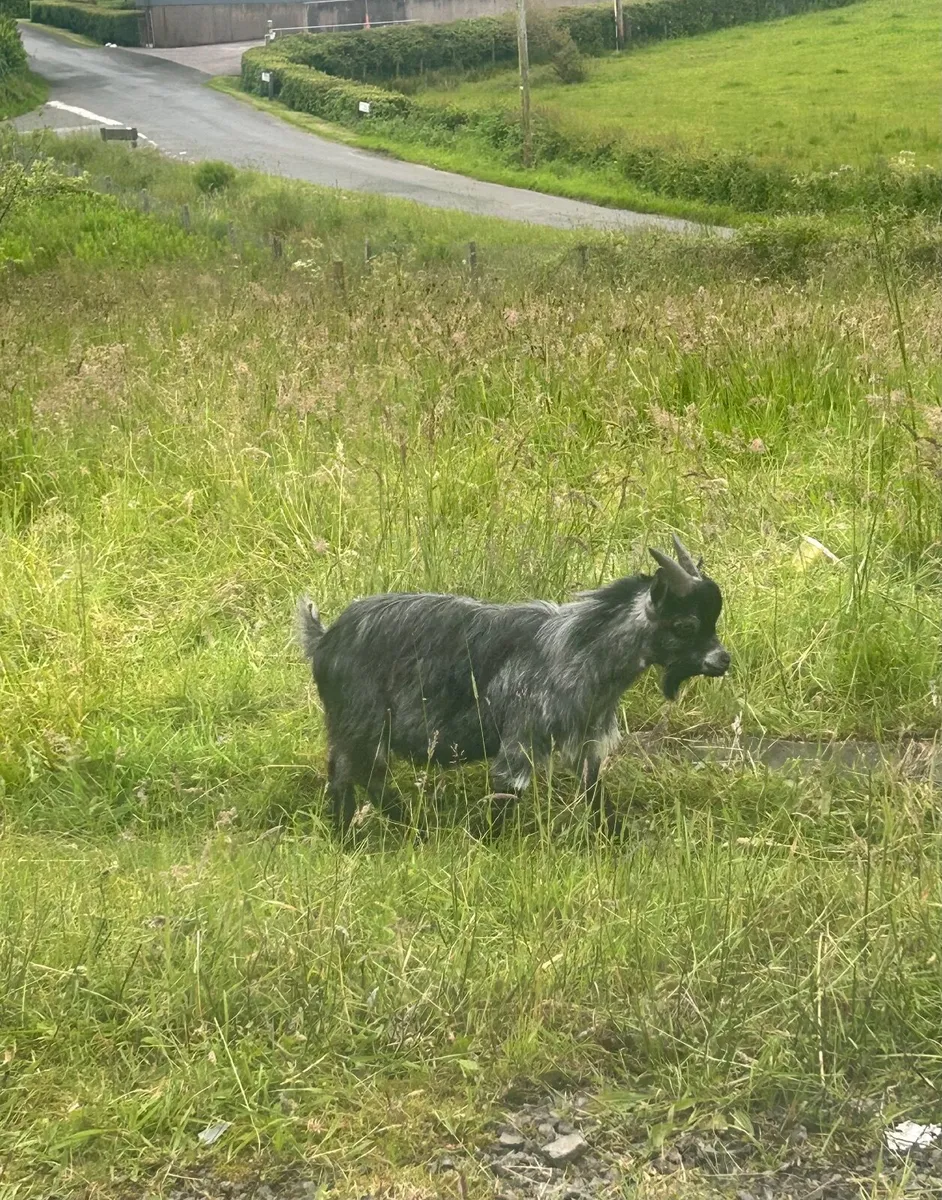 Pygmy goats - Image 2