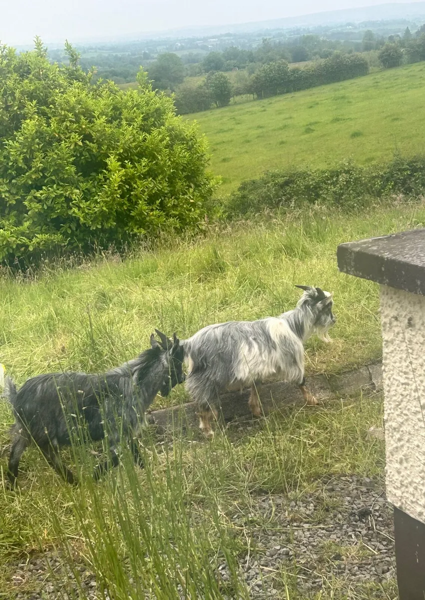 Pygmy goats - Image 1