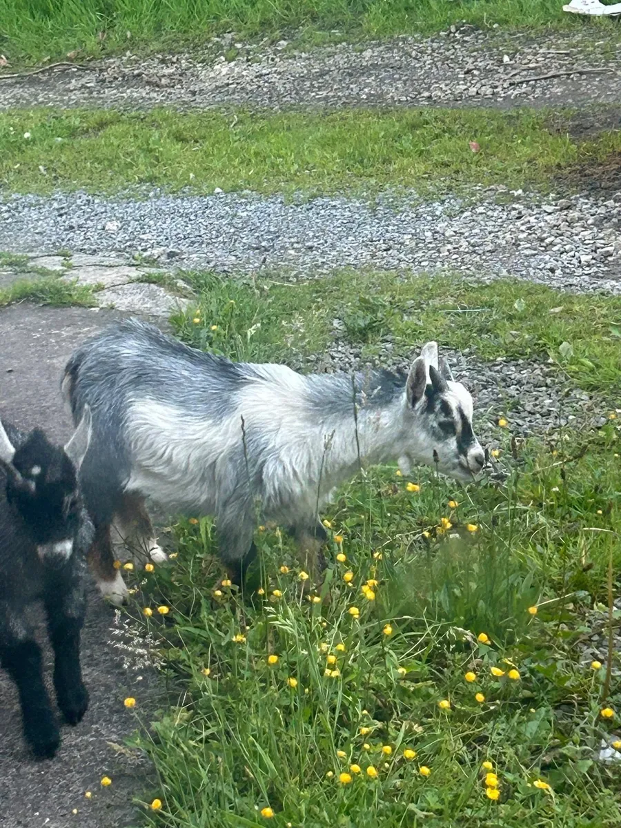 Pygmy goats - Image 3