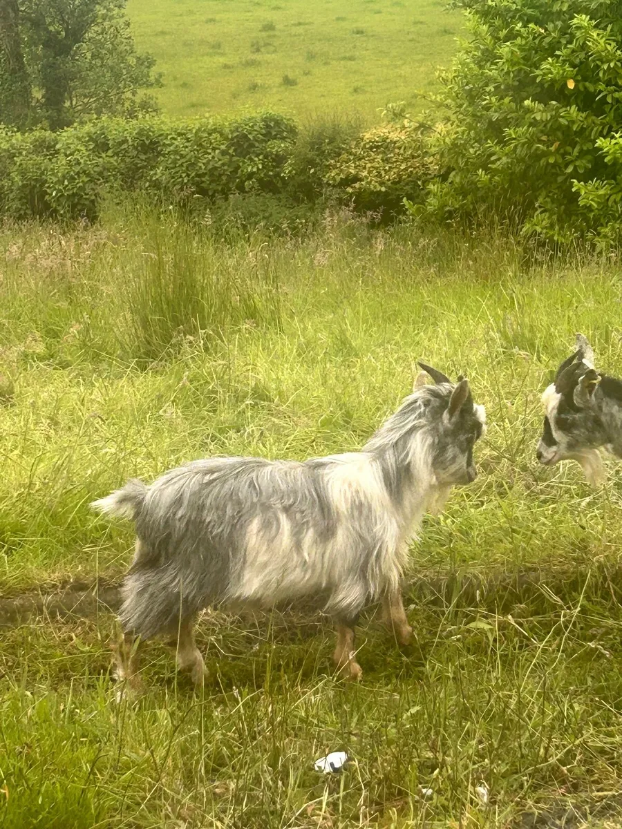 Pygmy goats - Image 4