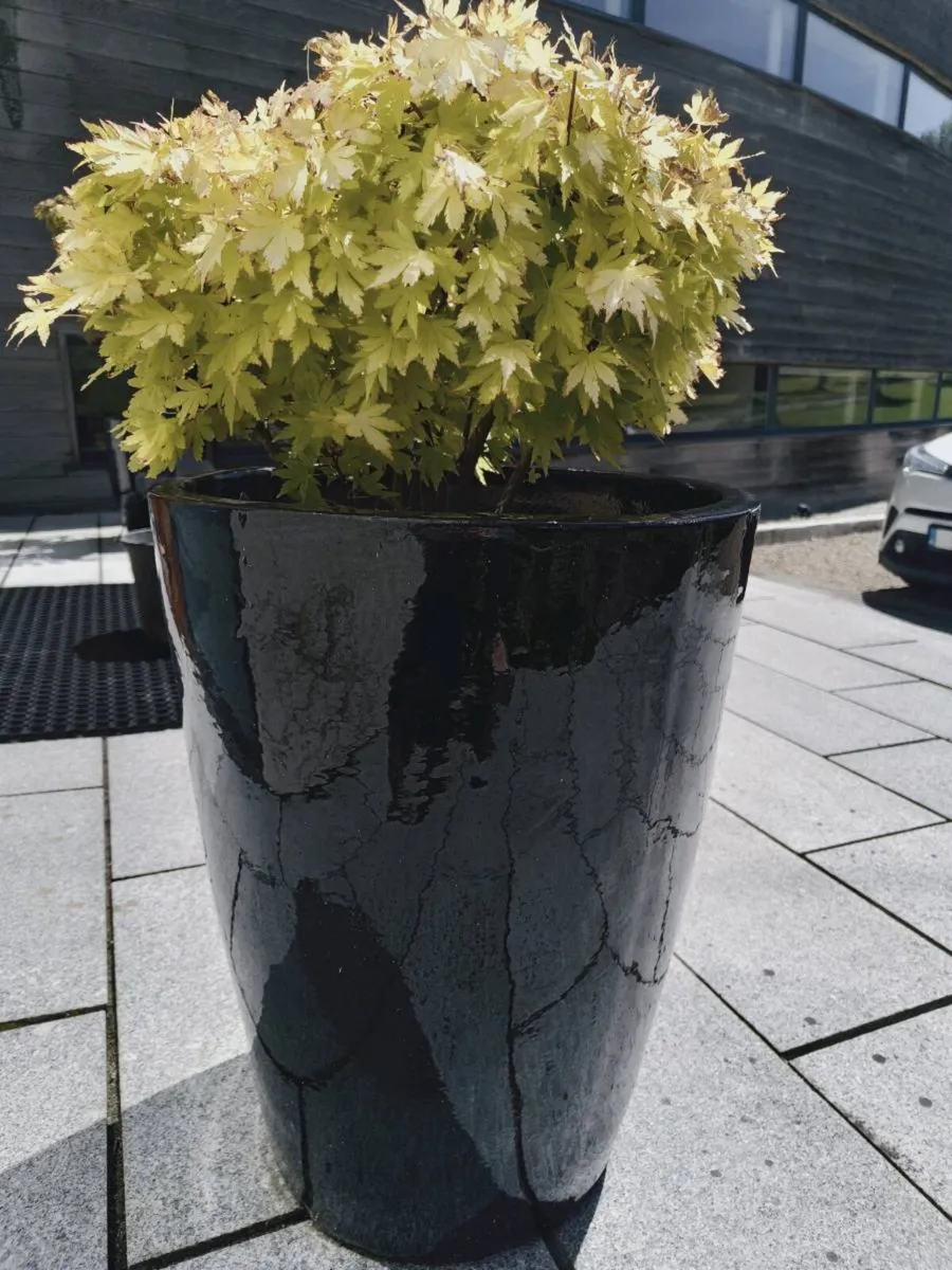 Quality Plant pots various - Image 4