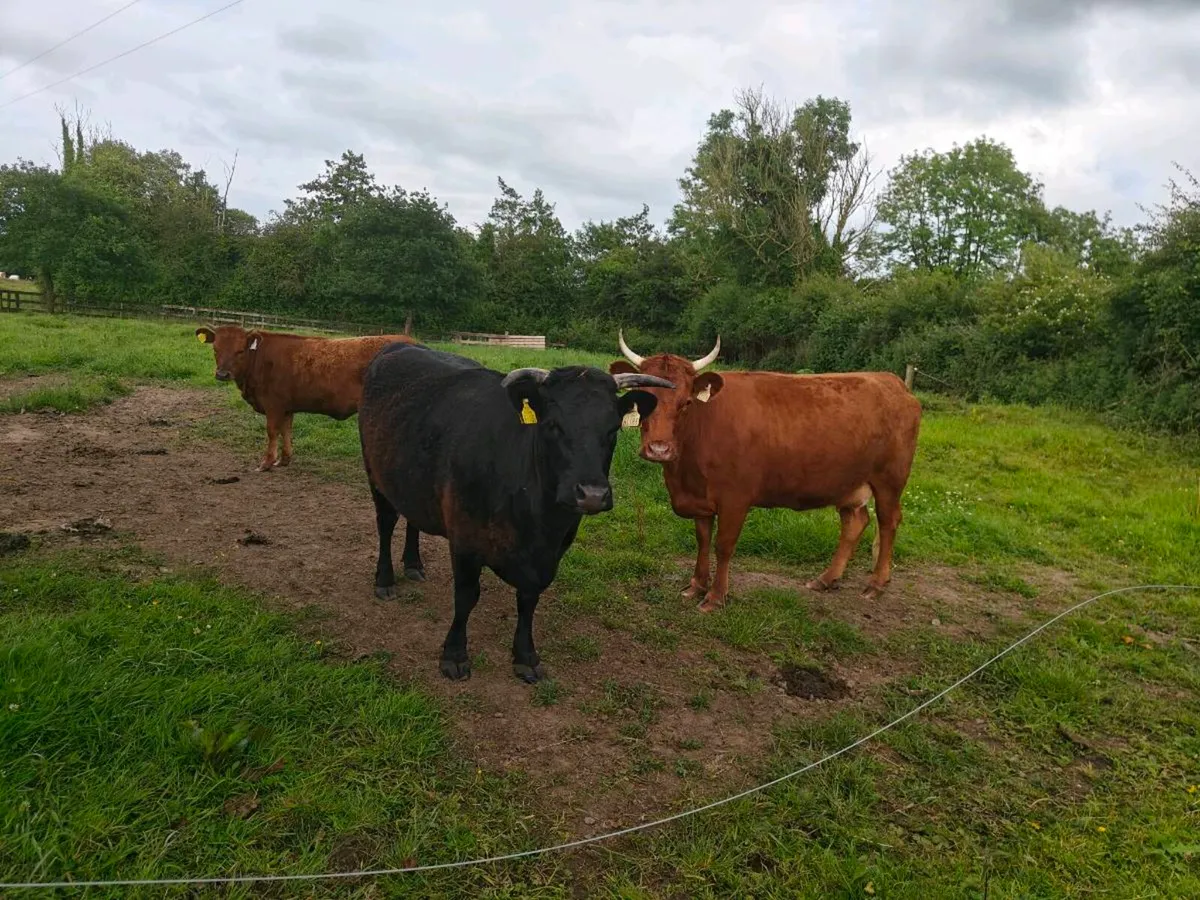 3 Dexters - Image 1