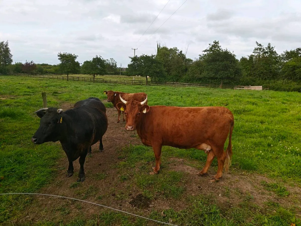 3 Dexters - Image 2