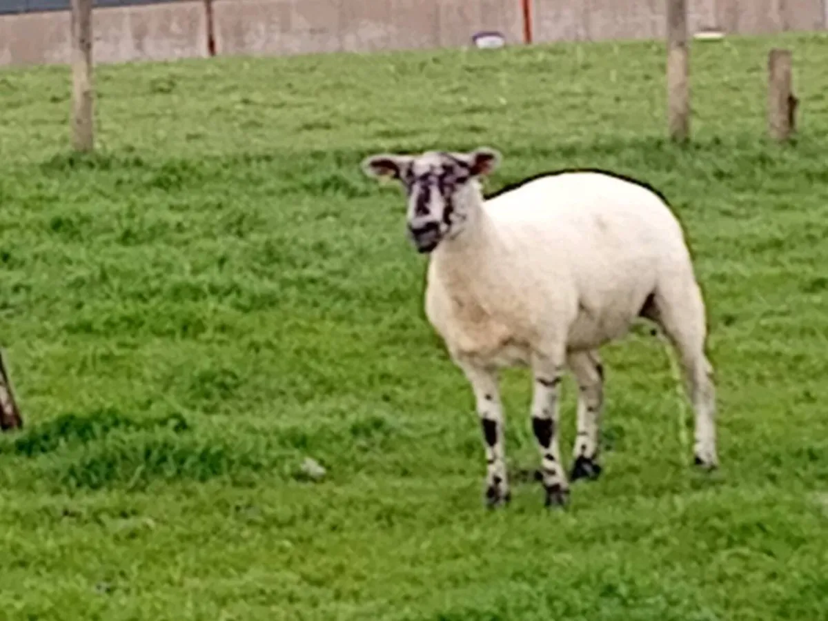 Hoggets - Image 4