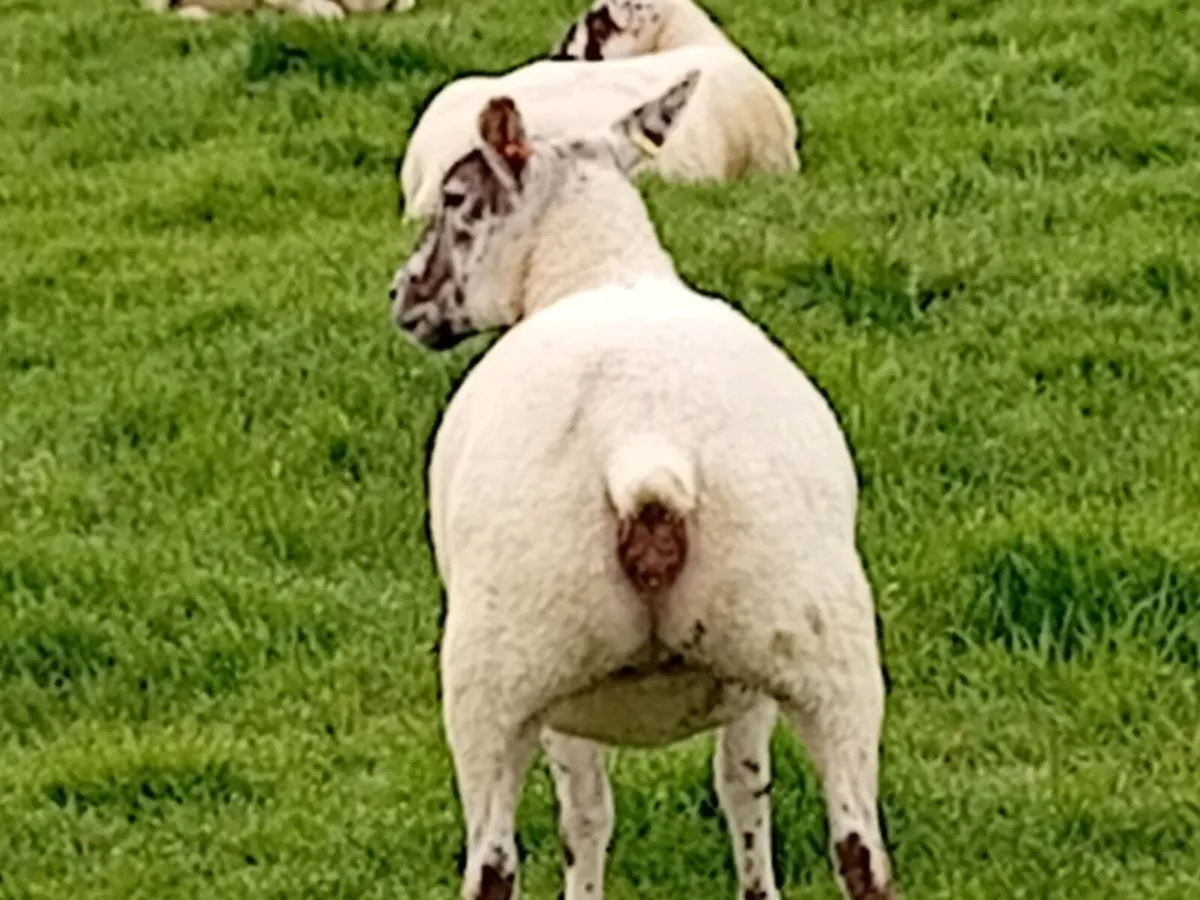 Hoggets - Image 1