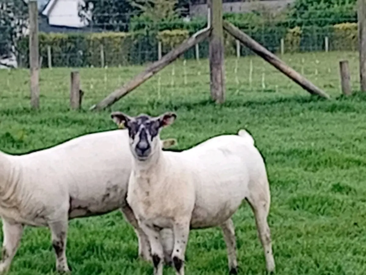 Hoggets - Image 2