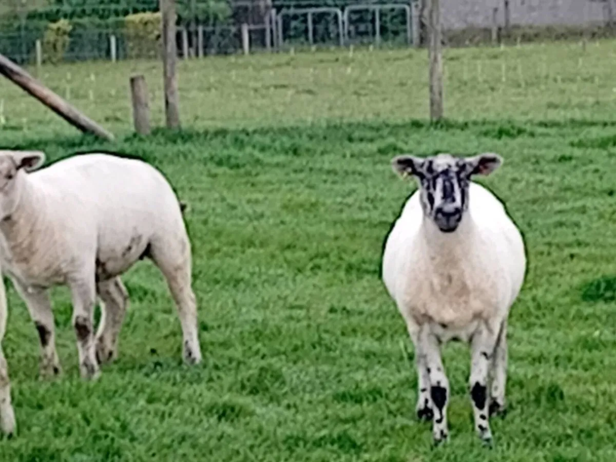 Hoggets - Image 3