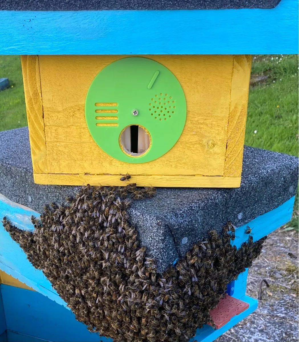 Nuc of Irish black bees