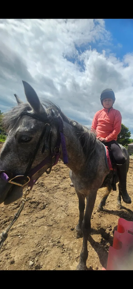 Connie gelding - Image 3