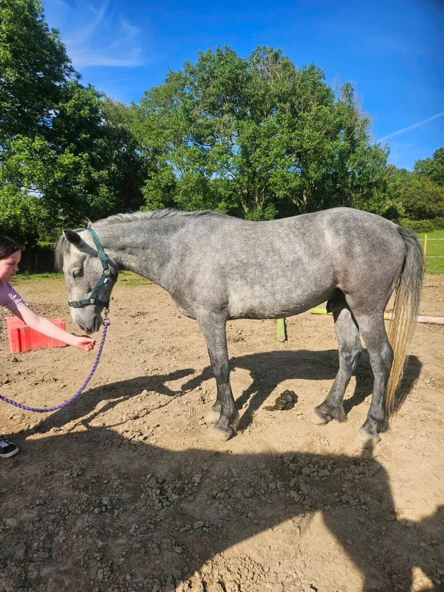Connie gelding - Image 1