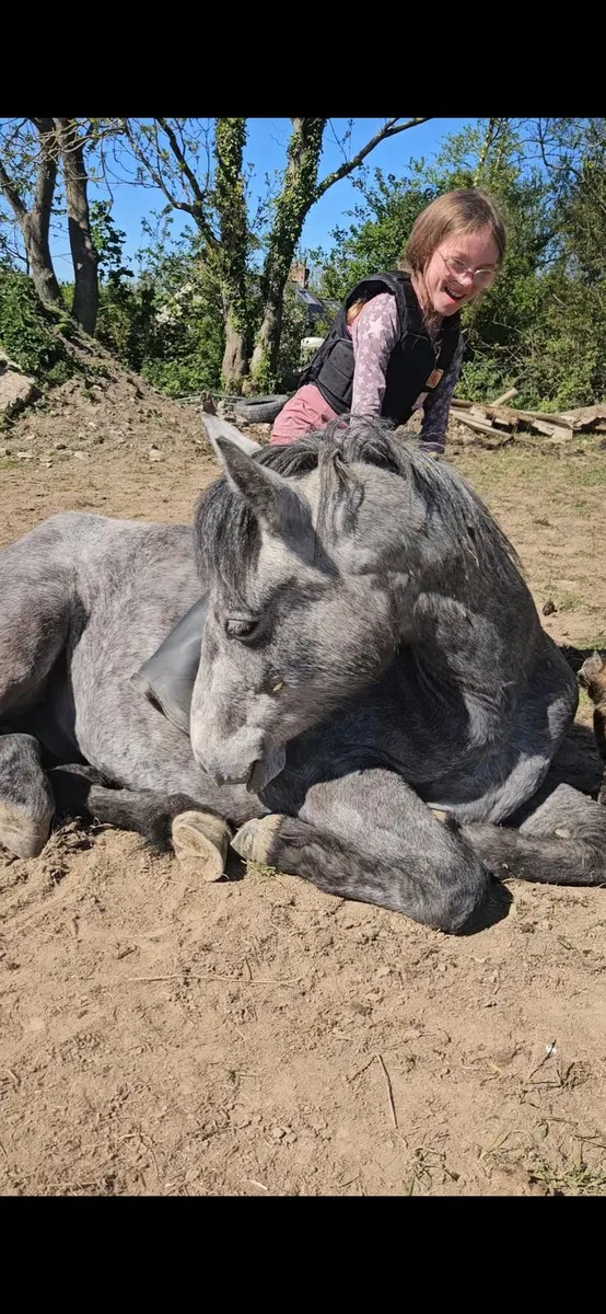 Connie gelding - Image 2