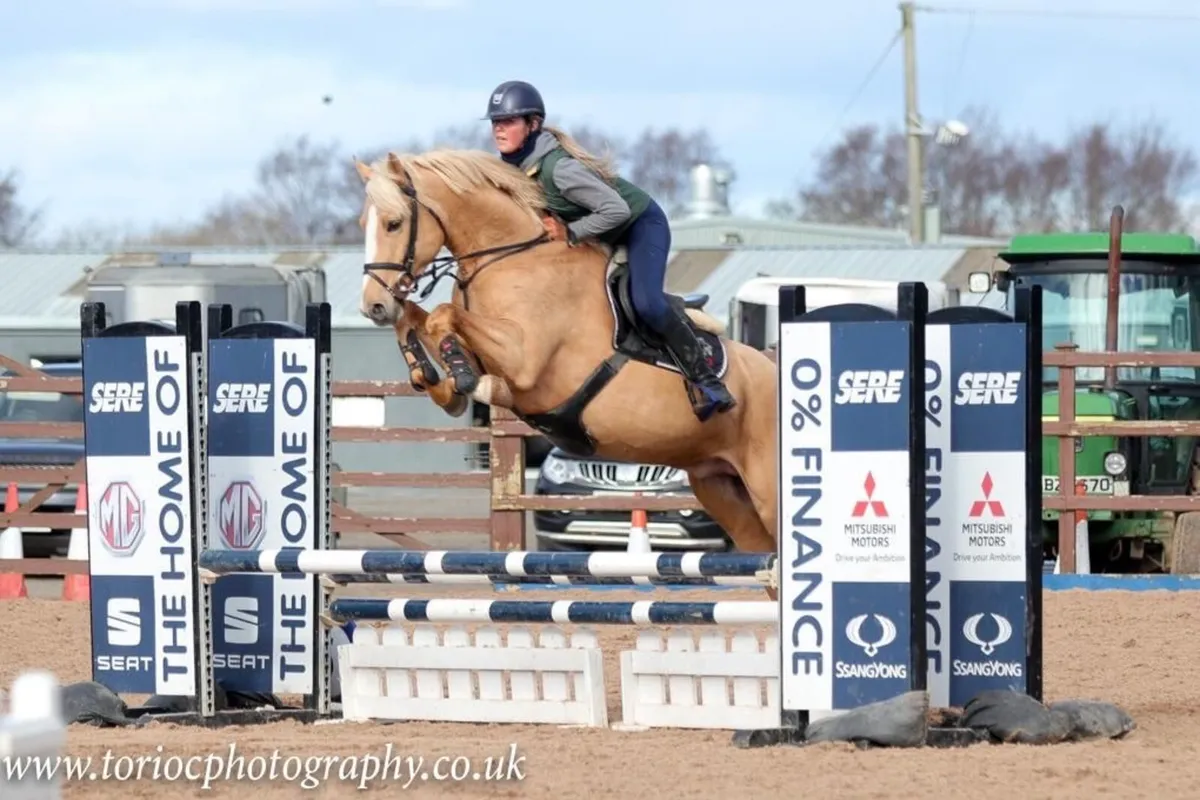 Palomino Stallion for Sale - Image 3