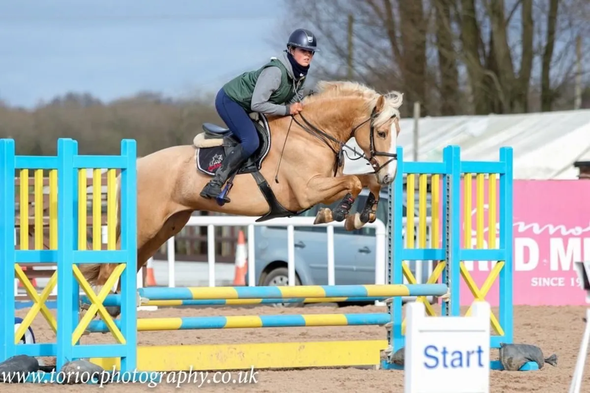 Palomino Stallion for Sale - Image 4