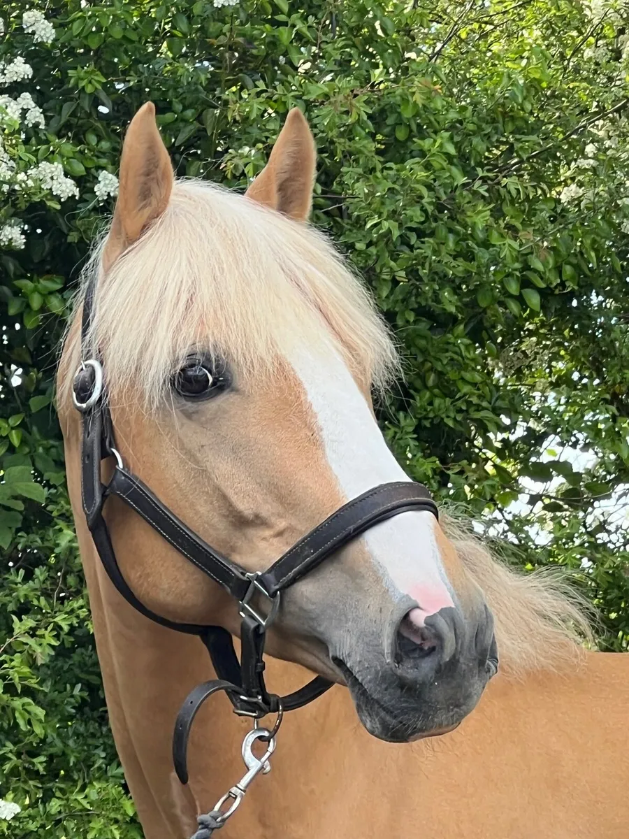 Palomino Stallion for Sale - Image 2