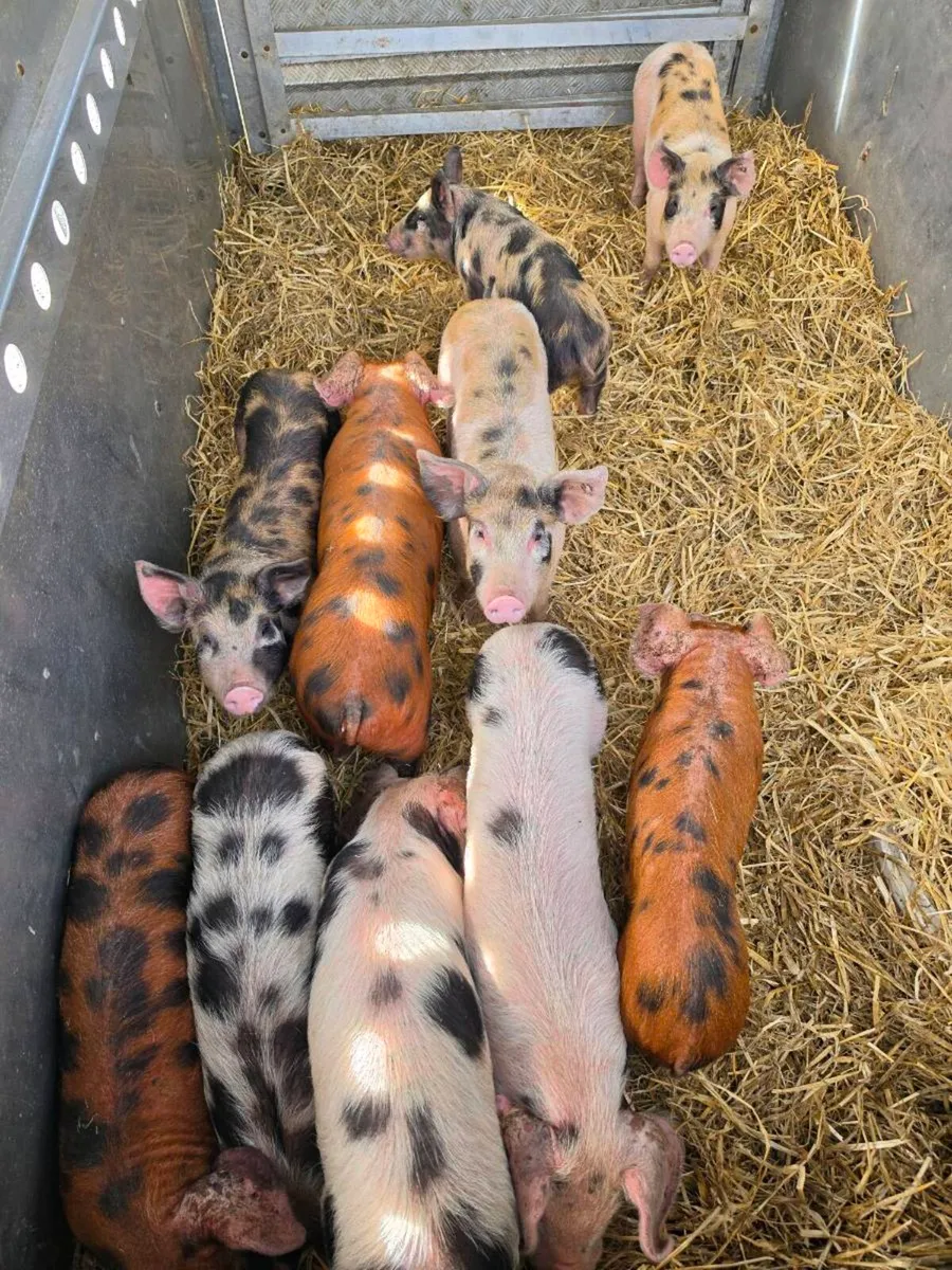 Organic pigs