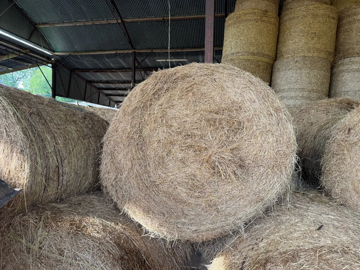Silage and hay - Image 3