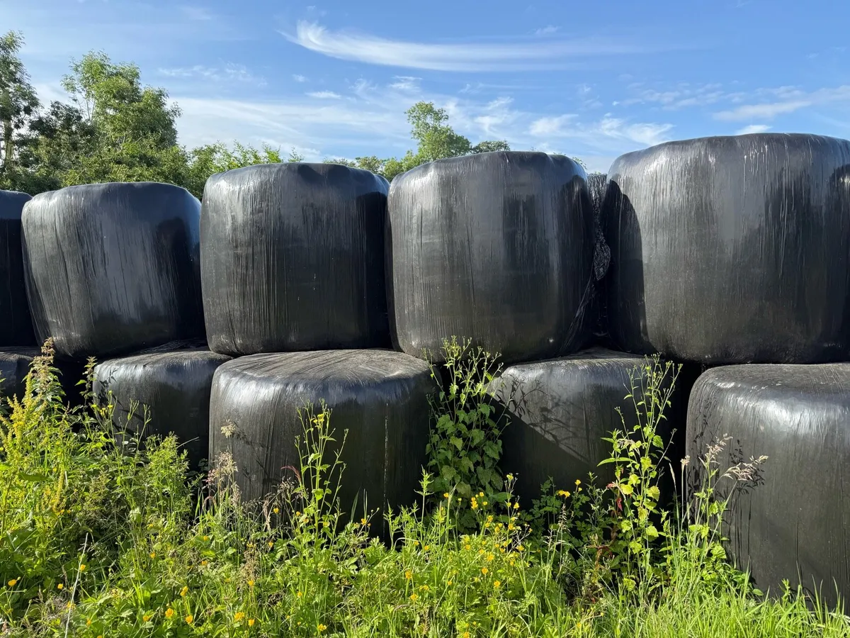 Silage and hay - Image 2