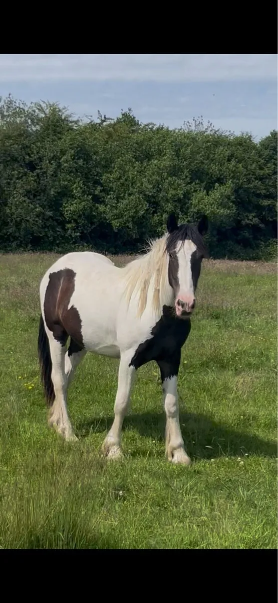 2 yr old filly - Image 1