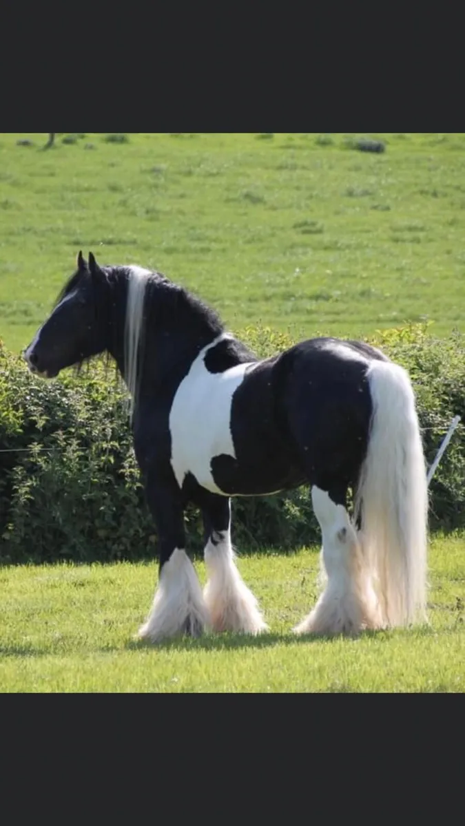 2 yr old filly - Image 2
