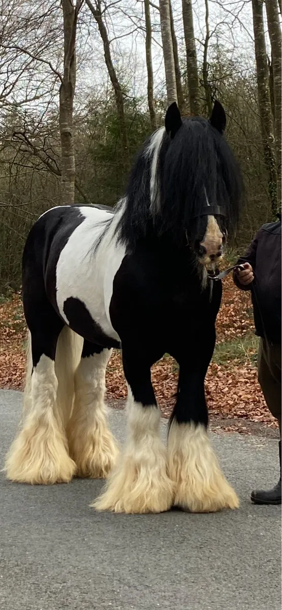 2 yr old filly - Image 3