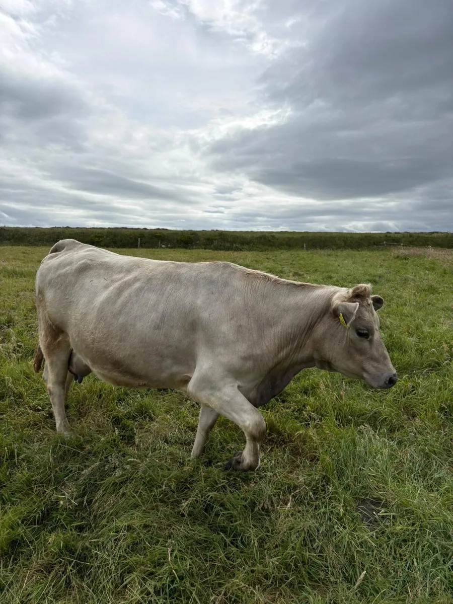 2 in calf heifers for sale CHX AAX - Image 2