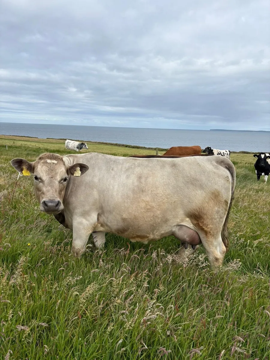 2 in calf heifers for sale CHX AAX - Image 1