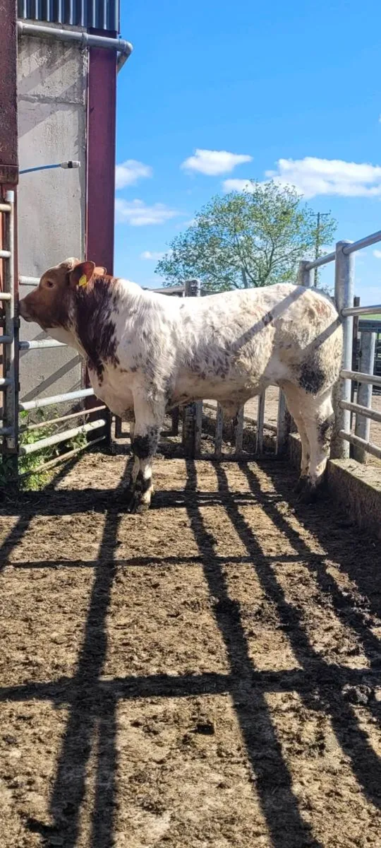 Hybrid Bull - Image 1