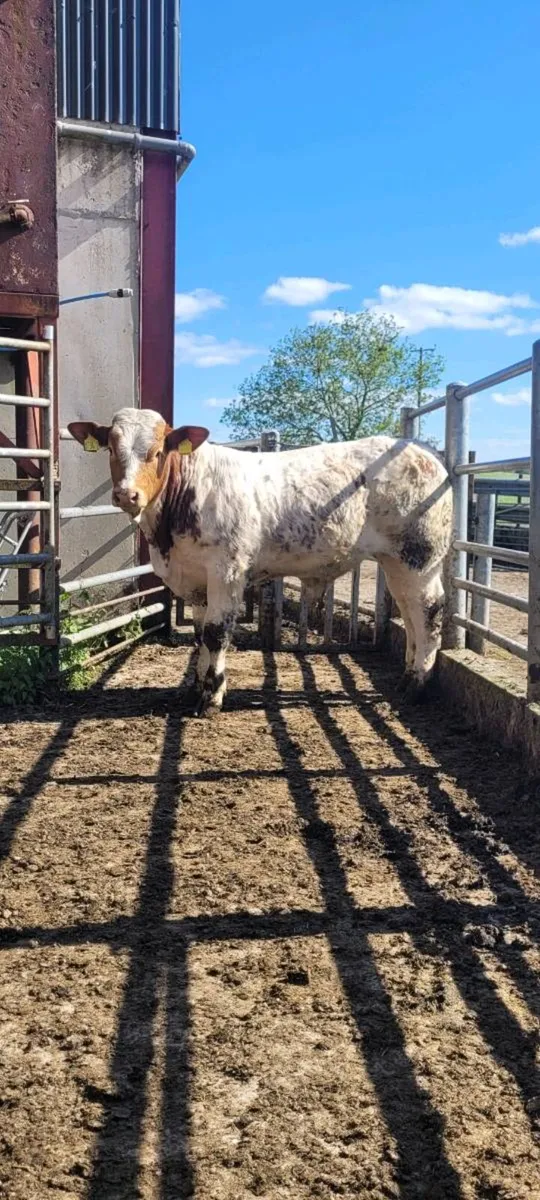 Hybrid Bull - Image 2