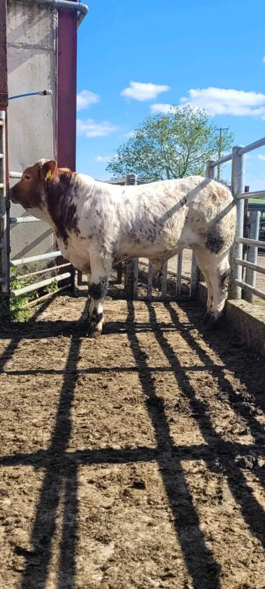 Hybrid Bull - Image 3
