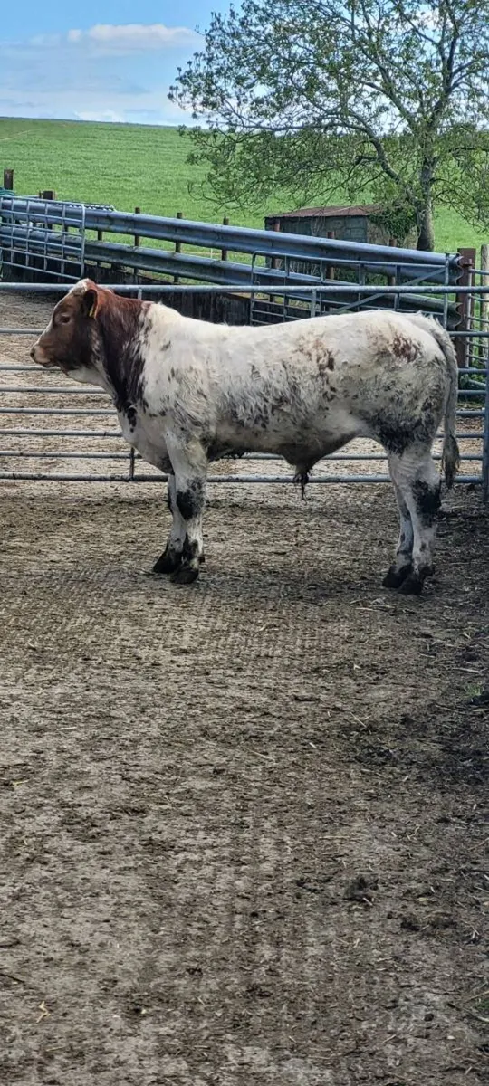 Hybrid Bull - Image 4