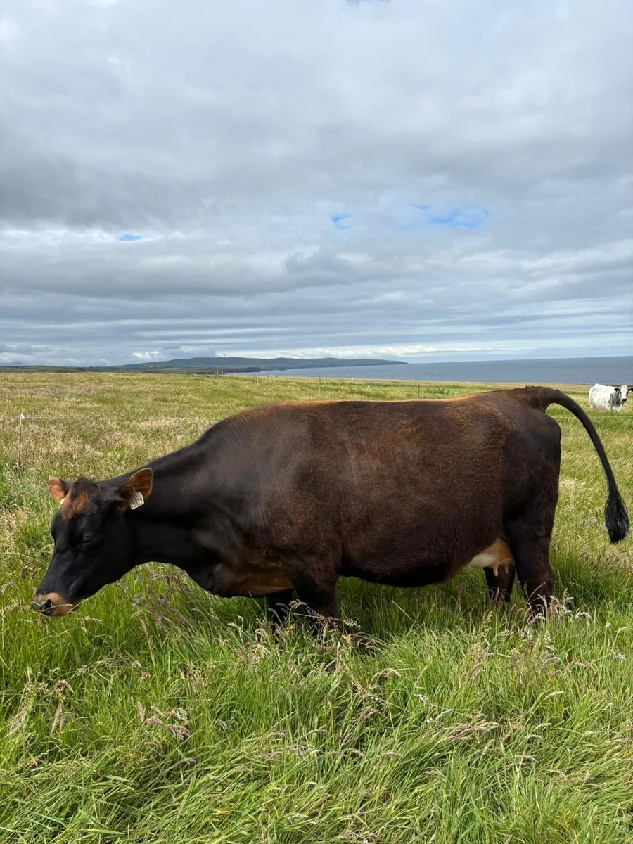 2 in calf heifers for sale CHX AAX - Image 3
