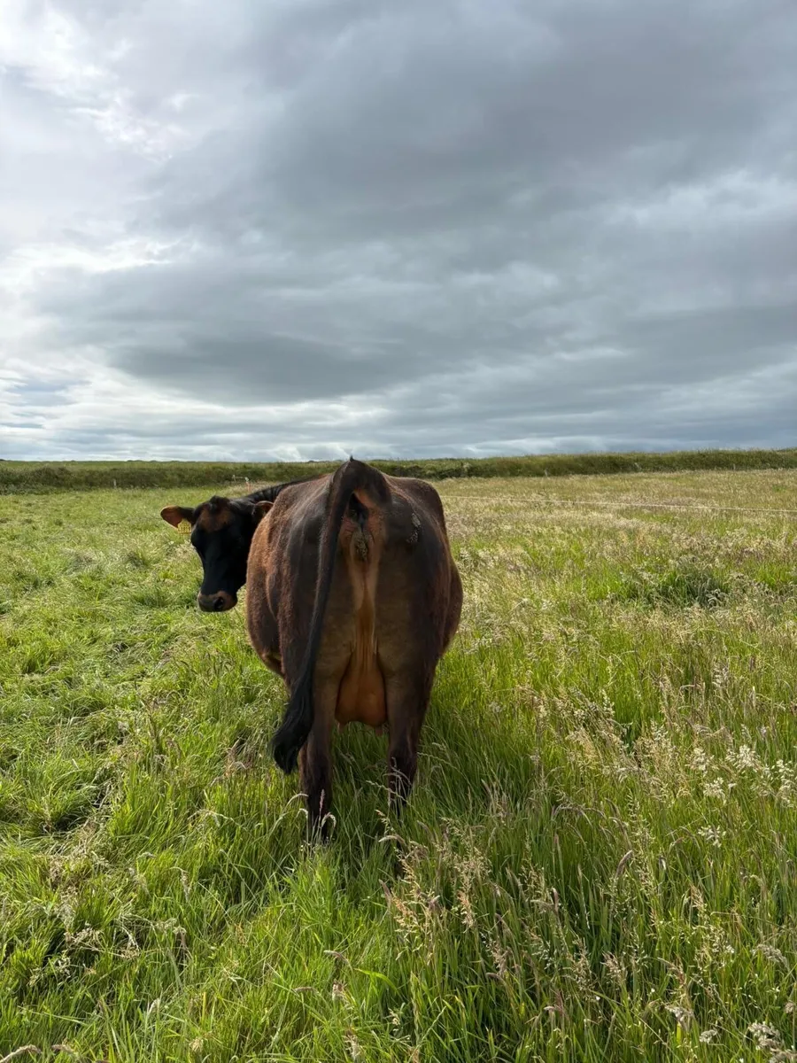 2 in calf heifers for sale CHX AAX - Image 4