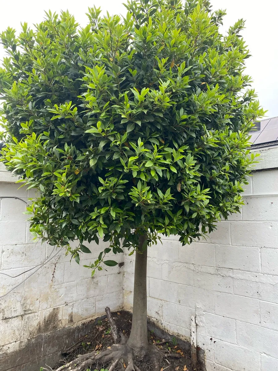 Bayleaf Tree - Image 1