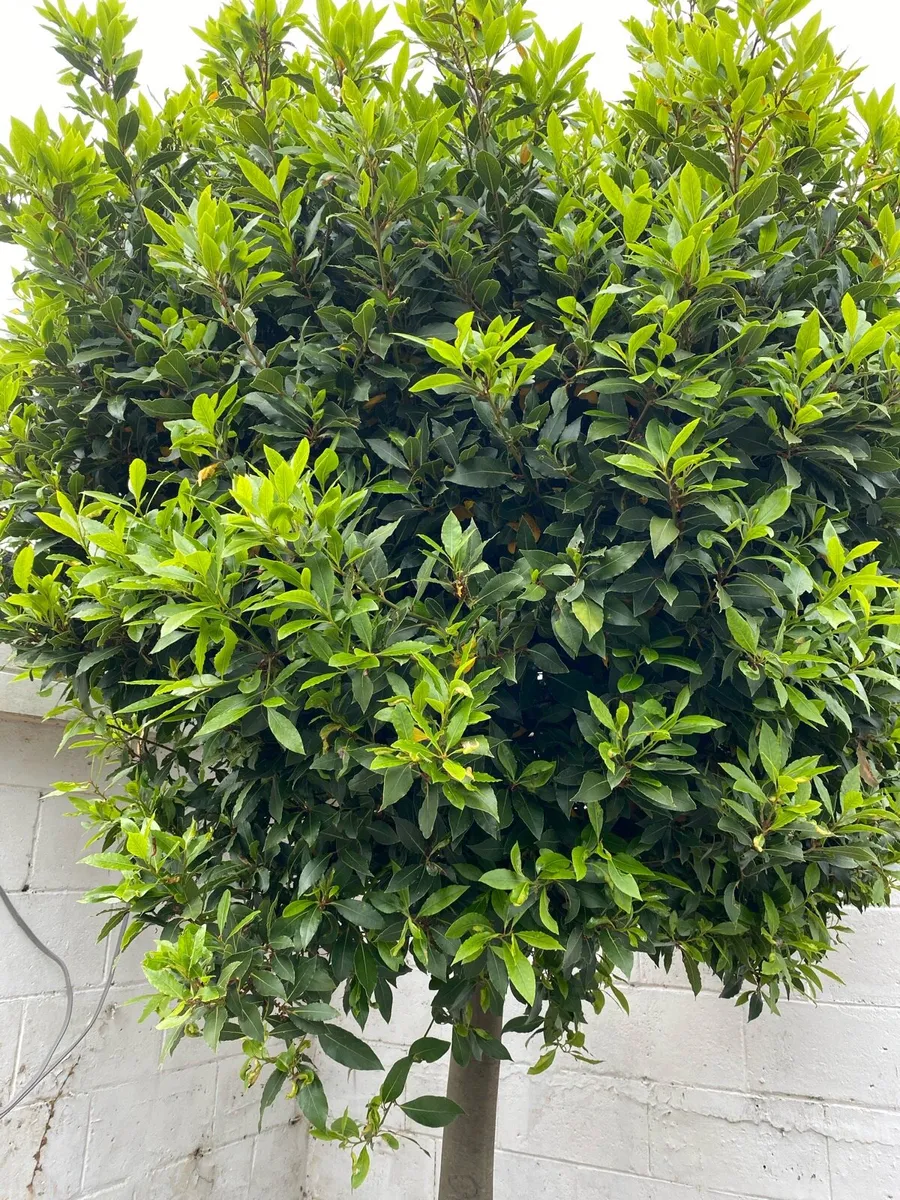 Bayleaf Tree - Image 2