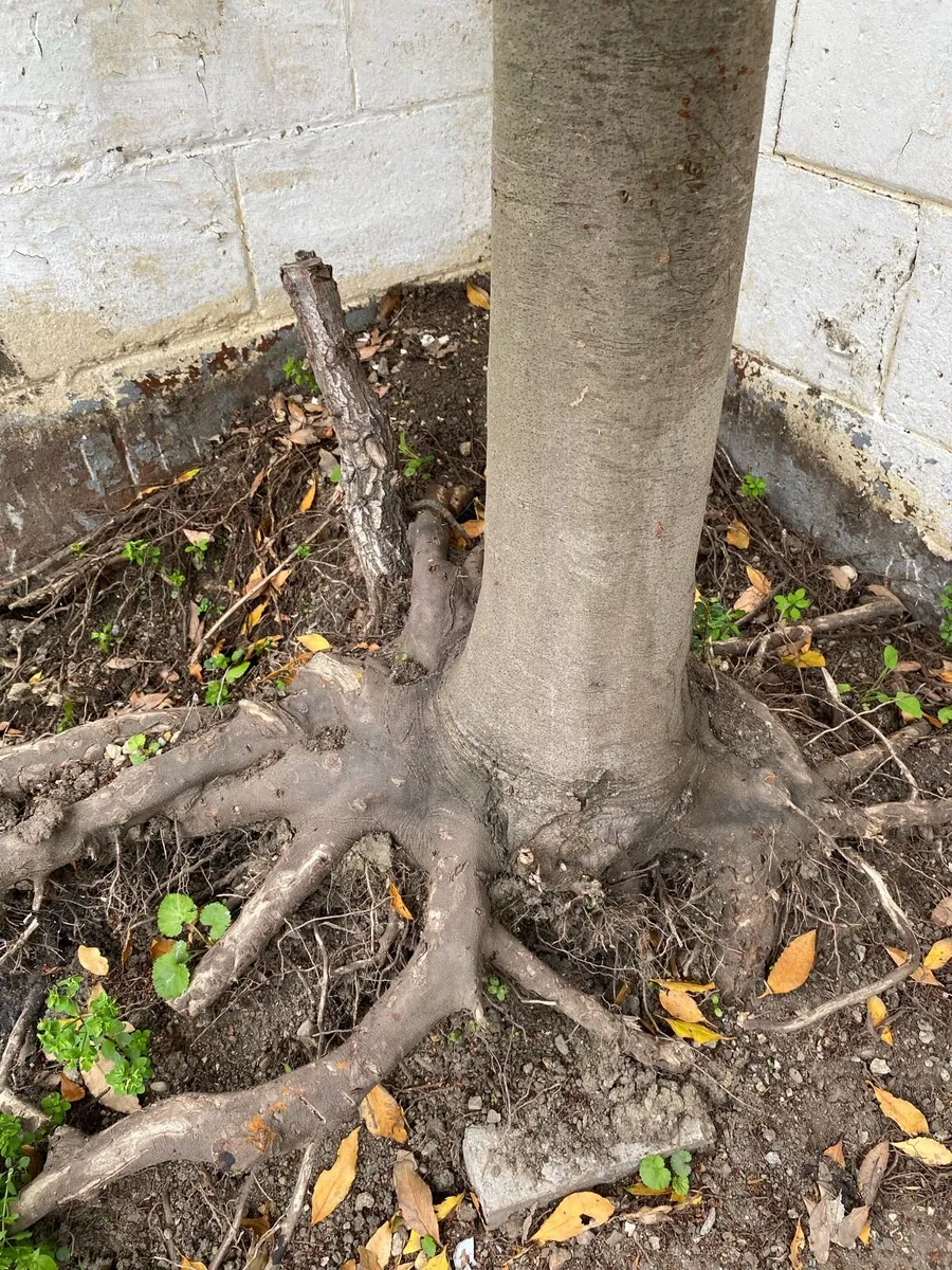 Bayleaf Tree - Image 3