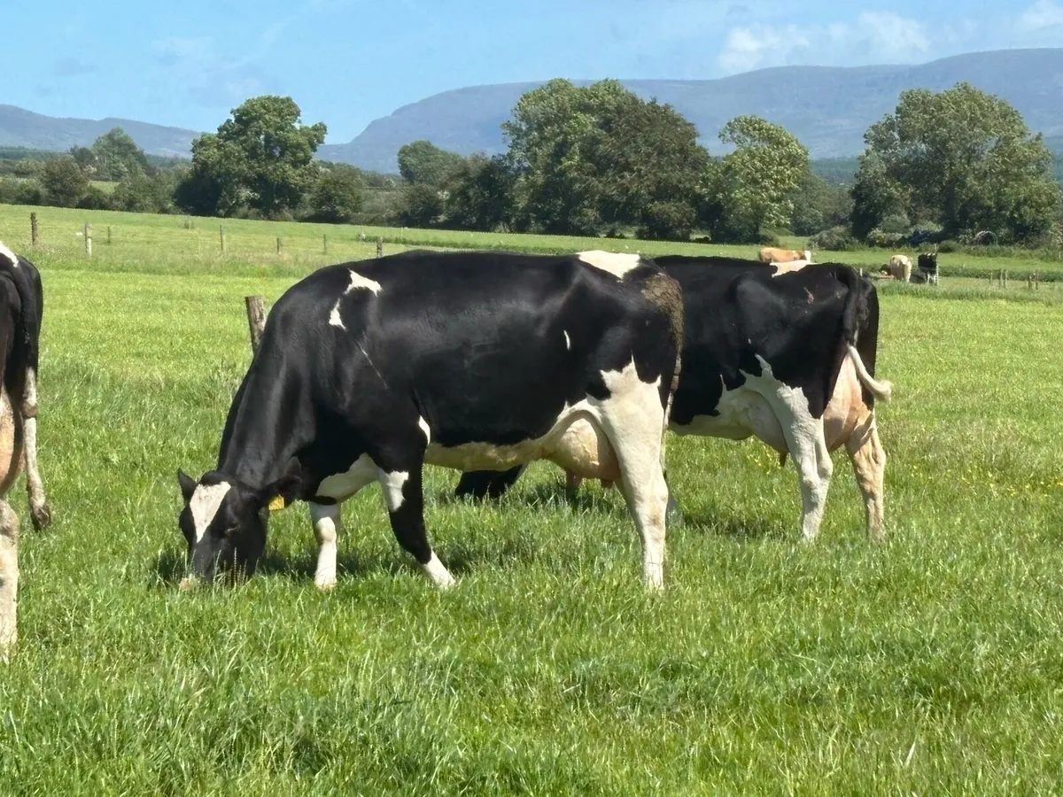Spring Calved Milking Cows - Image 1