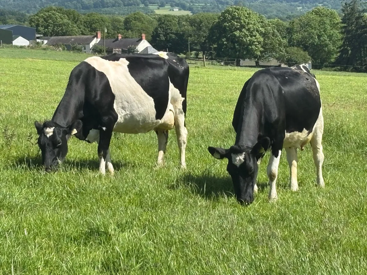 Spring Calved Milking Cows - Image 2