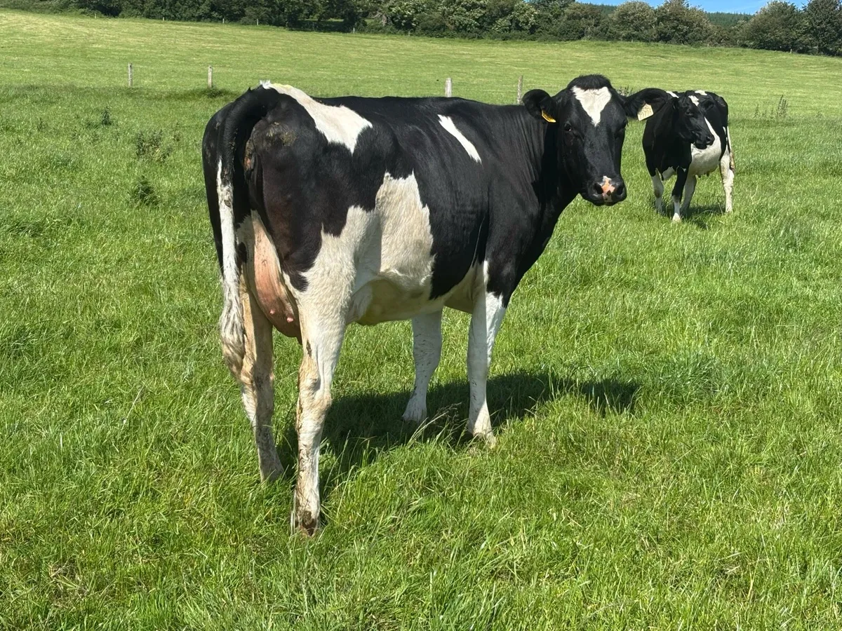 Spring Calved Milking Cows - Image 4