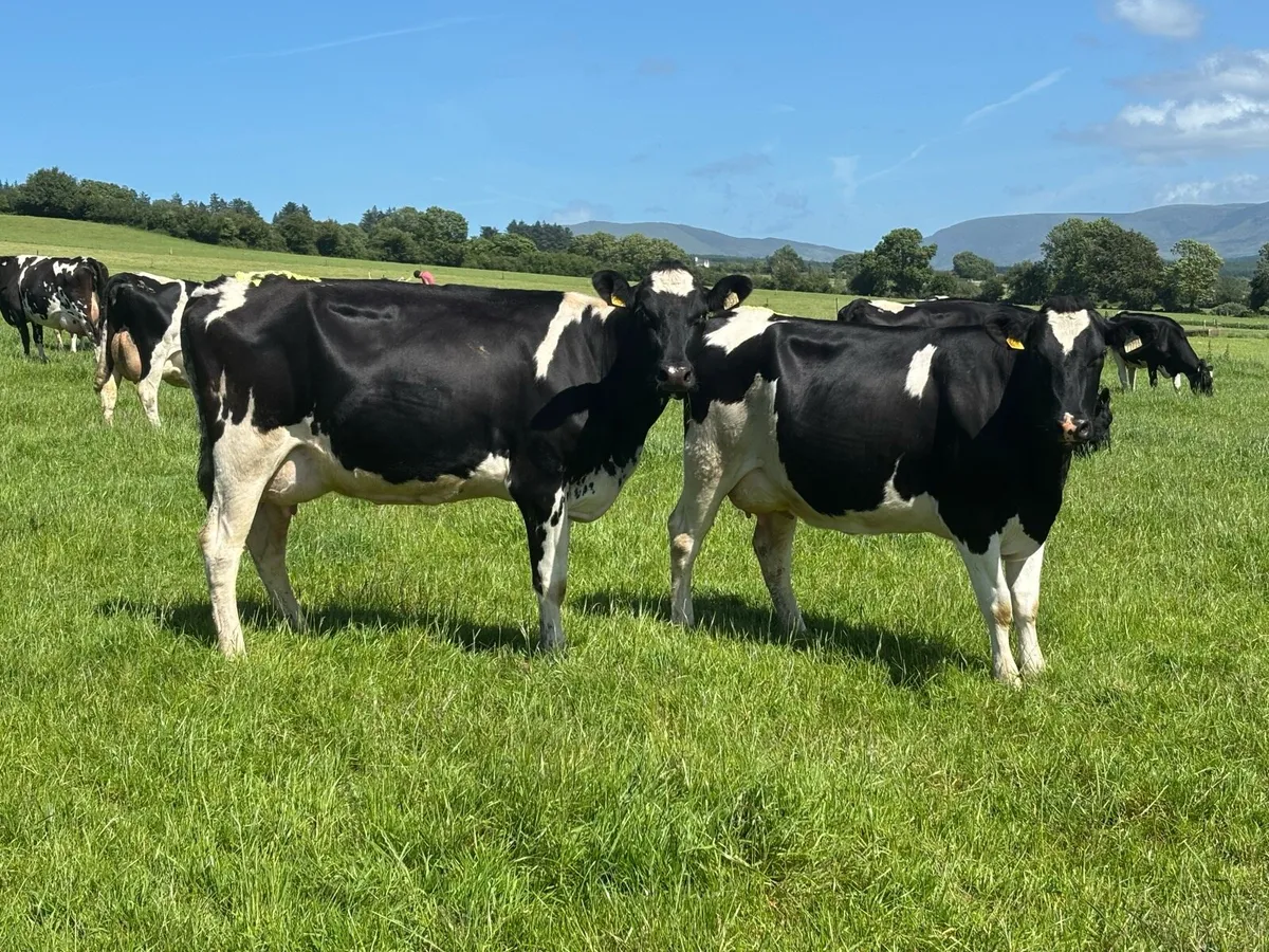 Spring Calved Milking Cows - Image 3
