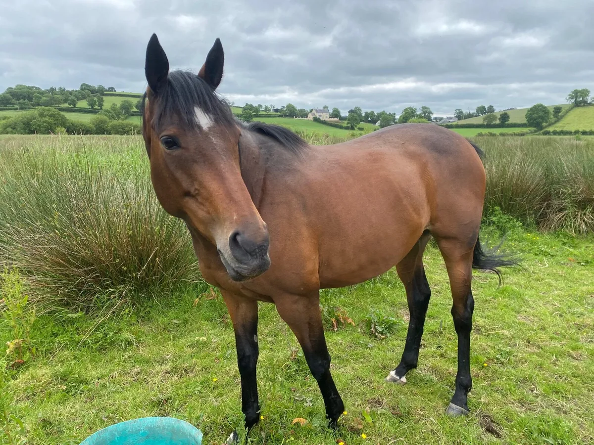 TB CALIFET BAY MARE IN FOAL TO CONNEMARA - Image 3