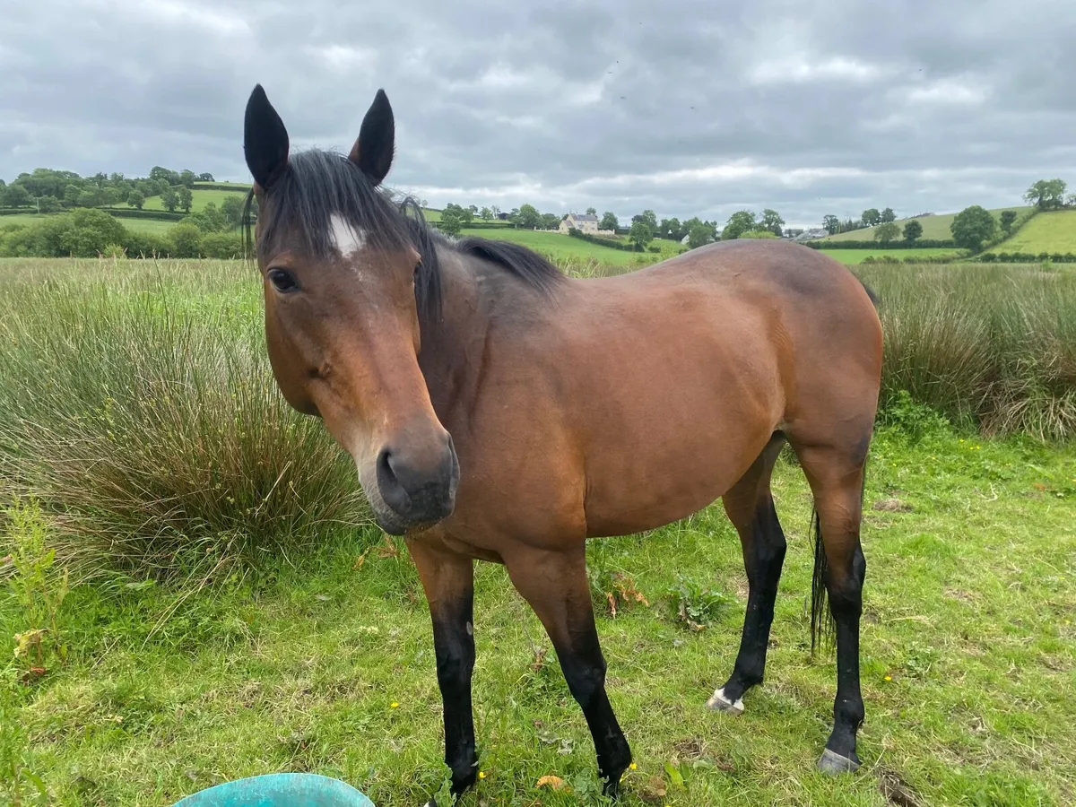 TB CALIFET BAY MARE IN FOAL TO CONNEMARA - Image 4